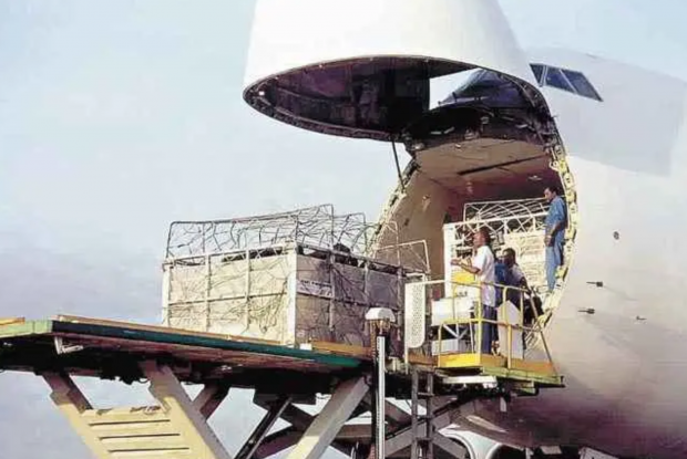 Expansão da exportação: Paquistão recebe boing 747 com 173 bovinos do Brasil